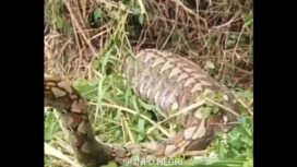 Warga Mamuju berhasil menangkap seekor piton 8 meter yang telah memangsa seekor sapi. Instagram@info.negri