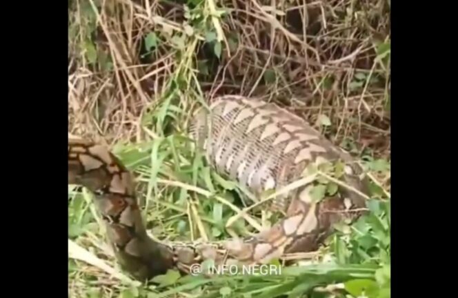
					Warga Mamuju berhasil menangkap seekor piton 8 meter yang telah memangsa seekor sapi. Instagram@info.negri