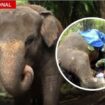 Tragis nasib gajah betina bernama Moly, penghuni kebun binatang Gianyar, Bali. Ia tewas teseret arus banjir sungai, Senin 16 Desembet 2024. Instagram@ctd.insider