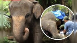 Tragis nasib gajah betina bernama Moly, penghuni kebun binatang Gianyar, Bali. Ia tewas teseret arus banjir sungai, Senin 16 Desembet 2024. Instagram@ctd.insider