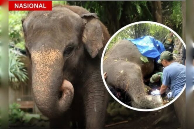 
					Tragis nasib gajah betina bernama Moly, penghuni kebun binatang Gianyar, Bali. Ia tewas teseret arus banjir sungai, Senin 16 Desembet 2024. Instagram@ctd.insider