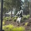 Robot Humanoid buatan Tesla ini sudah belajar di jalan tak rata, nail turun di tanjakan. Instagram@ctd.insider
