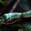 Inilah bukan Anaconda, melainkan salah satu jenis reptilia di hutan Sebangau. yaitu ular hijau yang kadang warnanya tersamar diantara dedaunan. Foto: Gandhi Wasono