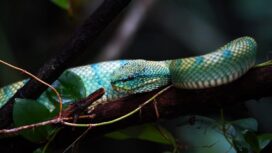 Inilah bukan Anaconda, melainkan salah satu jenis reptilia di hutan Sebangau. yaitu ular hijau yang kadang warnanya tersamar diantara dedaunan. Foto: Gandhi Wasono