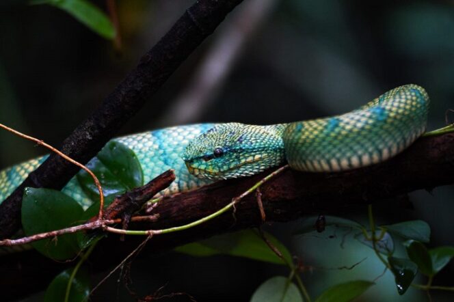 
					Inilah bukan Anaconda, melainkan salah satu jenis reptilia di hutan Sebangau. yaitu ular hijau yang kadang warnanya tersamar diantara dedaunan. Foto: Gandhi Wasono