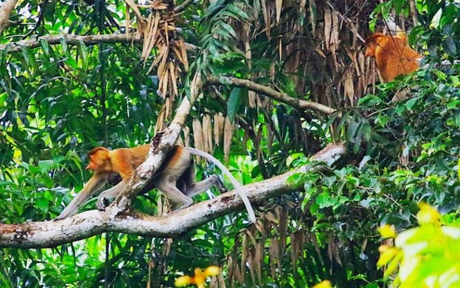 
					Berjumpa Bekantan, Primata Berkelompok yang Menghindari Kawin Sedarah