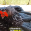 Ayam ini mengenakan blinder, atau tabir bias penglihatan, dengan cara ini ayam jantan agersif menjadi lebih lembut dan tenang. 