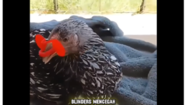 Ayam ini mengenakan blinder, atau tabir bias penglihatan, dengan cara ini ayam jantan agersif menjadi lebih lembut dan tenang. 