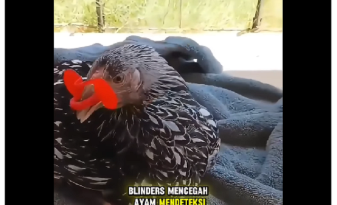 
					Ayam ini mengenakan blinder, atau tabir bias penglihatan, dengan cara ini ayam jantan agersif menjadi lebih lembut dan tenang. 