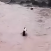 Setiap hari pelajar SD harus menyeberangi Sungai Glagah agar bisa ke sekolah terjadi di Wadasgumantung, Desa Kutamendala, Kecamatan Tonjong, Kabupaten Brebes, Jawa Tengah. Tangkap layar video @batanghelp