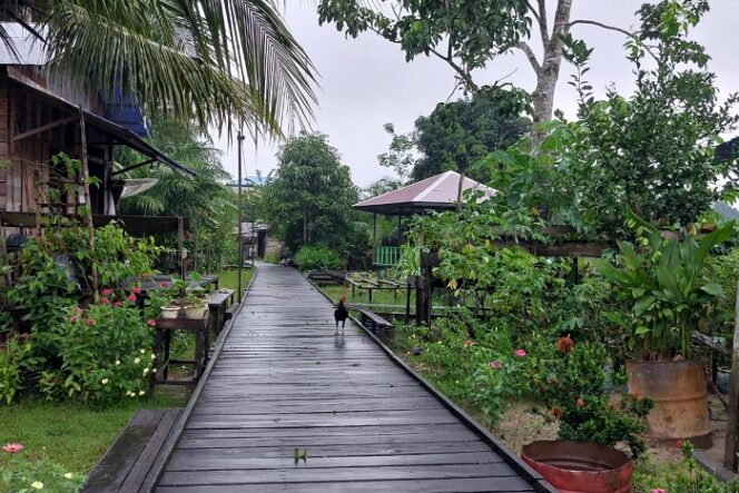 
					Inilah jalan desa Karuing yang panjagnya mencapai 1.340 meter. terbuat dari bahan kayu ulin yang sangat kuat dan mahal harganya. Foto; Gandhi Wasono