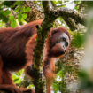 Inilah primata unggulan penghuni alam liar Taman Nasional Sebangai, di Kalimantan Tengah. Saat ini populasi orang utan di kawasan itu mencapai  8.700 individu. Foto: Gandhi Wasono M