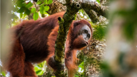 Inilah primata unggulan penghuni alam liar Taman Nasional Sebangai, di Kalimantan Tengah. Saat ini populasi orang utan di kawasan itu mencapai  8.700 individu. Foto: Gandhi Wasono M