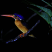 TN Sebangau menjadi tempat hidup satwa liar, termasuk burung-burung yang langka. Foto: Gandhi Wasono M