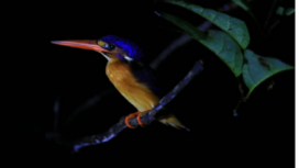 TN Sebangau menjadi tempat hidup satwa liar, termasuk burung-burung yang langka. Foto: Gandhi Wasono M