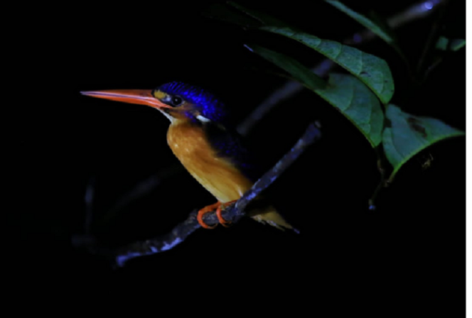 
					TN Sebangau menjadi tempat hidup satwa liar, termasuk burung-burung yang langka. Foto: Gandhi Wasono M