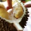 Durian punya gen dua kali lebih banyak dibanding manusia./iStock