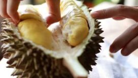 Durian punya gen dua kali lebih banyak dibanding manusia./iStock