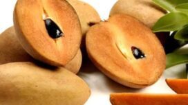  Kulit sawo juga merupakan sumber antioksidan dan vitamin yang sangat baik, yang dapat mendukung sistem kekebalan tubuh yang lebih sehat/Nursery
