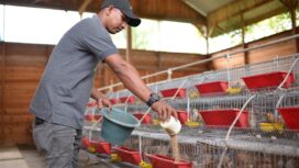 Foto: Istimewa
Anggota kelompok usaha peternakan Puyuh Andalas, Muhammad Ikhsan memberi pakan burung puyuh di Gampong Lampaya, Lhoknga, Aceh Besar.
