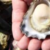 Darah tiram Australia solusi kesebatan global/IST