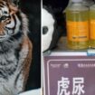 Kencing macan untuk obat/Ist