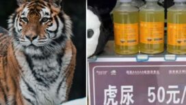 Kencing macan untuk obat/Ist