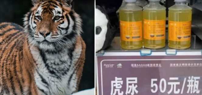 
					Kencing macan untuk obat/Ist