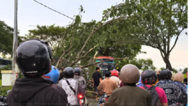 Pohon bertumbangan di jalur jalan raya menuju ke jembatan Suramadu, akibat hujan deras dan angin kencang yang terjadi sejak Sabtu sore hari, 4 Januari 2024. Instagram@bangkalan.ku