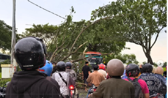 
					Pohon bertumbangan di jalur jalan raya menuju ke jembatan Suramadu, akibat hujan deras dan angin kencang yang terjadi sejak Sabtu sore hari, 4 Januari 2024. Instagram@bangkalan.ku