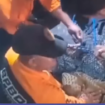 Petugas BPBD Surabaya melakukan evakuasi seekor buata bernama Lusi, 3 meter, yang lepas kandang dan saat ini dipindahkan ke kantor BBKSDA di Kutisari, Surabaya. Instagram@bpbdsurabaya