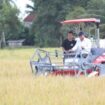 Wamentan, Sudaryono saat melakukan panen raya. (Foto: Istimewa)