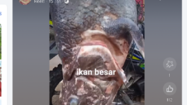 Nelayan lokal, Gorontalo Utara, Oskar Kaluku menemukan seekor ikan purba Coelacanth di perairan Desa Imana, Kecamatan Atinggola, Kabupaten Gorontalo Utara pada 16 Januari 2025. akun facebook@nuning lamola 