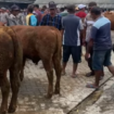 Suasana pasar hewan di Mojoagung Jombang, Jawa Timur. tangkap layar video youtibe@batuakikunik