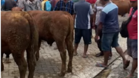 Suasana pasar hewan di Mojoagung Jombang, Jawa Timur. tangkap layar video youtibe@batuakikunik