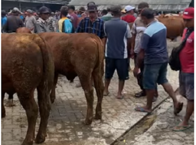 
					Suasana pasar hewan di Mojoagung Jombang, Jawa Timur. tangkap layar video youtibe@batuakikunik