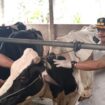 Plt. Kepala Dinas Peternakan Jombang, Mohammad Shaleh (kanan) saat sidak ke salah satu kandang peternak di Desa Sugihwaras, Kecamatan Ngoro, Kabupaten Jombang, Kamis (9/1/2025). (Foto: KREDONEWS.COM/ Hadi S Purwanto)