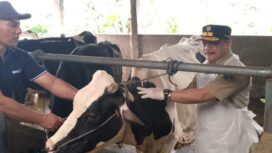Plt. Kepala Dinas Peternakan Jombang, Mohammad Shaleh (kanan) saat sidak ke salah satu kandang peternak di Desa Sugihwaras, Kecamatan Ngoro, Kabupaten Jombang, Kamis (9/1/2025). (Foto: KREDONEWS.COM/ Hadi S Purwanto)