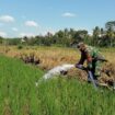 Pendampingan TNI di Lumajang Penuhi Pasokan Air bagi Lahan Pertanian di Musim Kemarau (Cr:Indonesikini)