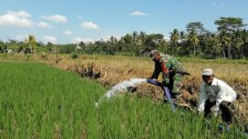Pendampingan TNI di Lumajang Penuhi Pasokan Air bagi Lahan Pertanian di Musim Kemarau (Cr:Indonesikini)