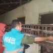 Foto: Istimewa 
Karsinah penerima bantuan berupa ayam petelur dari Hamba Allah.