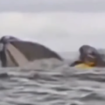 Seorang pemuda bernama Andrea Simancas ditelah paus bungkuk. Kejadian ini direkam oleh ayahnya Dell Simancas yang saat itu sedang berkano bersama Andrea di pantai Bahía El Águila, dekat Punta Arenas, Chili. Tangkap Layar Video Instagram@lambekawanua_news