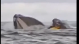 Seorang pemuda bernama Andrea Simancas ditelah paus bungkuk. Kejadian ini direkam oleh ayahnya Dell Simancas yang saat itu sedang berkano bersama Andrea di pantai Bahía El Águila, dekat Punta Arenas, Chili. Tangkap Layar Video Instagram@lambekawanua_news