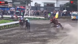 Benturan keras antara kuda pacu Milor dengan Salvador Minang begitu keras, sehingga kedua tewas di lokasi. Insiden terjadi dalam final 1600 meter Jateng Derby 2025, Minggu 16 Februari 2025. Tangkap Layar Video Instagram@info_newsantara