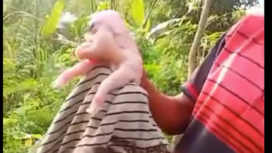 Samuel Ledo warga Desa Oelami, Kecamatan Bikomi Selatan, Kabupaten Timor Tengah Utara (TTU), Nusa Tenggara Timur, menunjukkan seekor babi lahir dengan bermata satu yang terjadi pada pagi hari, Sabtu, 15 Februari 2025. Tangkap layar video Instagram@info_newsantara