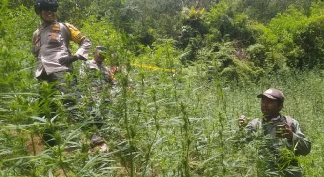
					Penemuan Ladang Ganja di kawasan Taman Nasional Bromo Tengger Semeru (TNBTS) pada September 2024. ((Dok. Kementerian Lingkuhan Hidup dan Kehutanan) 