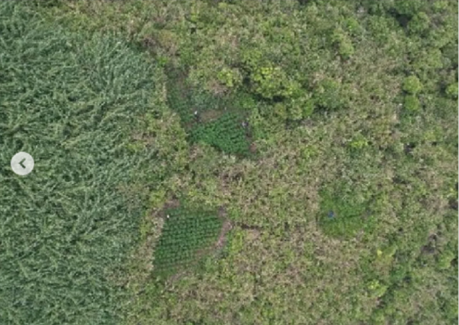 
					Sebuah video viral menunjukkan pemandangan di kawasan Bromo, akibat video tersebut, terungkap bahwa ada 59 titik penanaman ganja dengan luas total tak lebih dari 1 hektare. Setiap titik penanaman itu berbeda-beda luasannya. Instagram@vacio.id