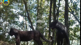 Inilah hasil tangkapan video menggunakan camera trap yang dipasang di kawasan Taman Nasional Tengger Bromo Semeru, dua ekor macan tutul yang kehitaman, akibat perubahan genetika. Instagram@bbtnbromotenggersemeru