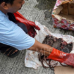 Tampak bangkai tikus yang dikirimkan oleh orang misterius kepada kantor Tempo/Bocor Alus merupakan kiriman kedua setelah potongan kepala babi ke alamat yang sama.  Foto:. Tempo.co