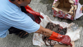 Tampak bangkai tikus yang dikirimkan oleh orang misterius kepada kantor Tempo/Bocor Alus merupakan kiriman kedua setelah potongan kepala babi ke alamat yang sama.  Foto:. Tempo.co